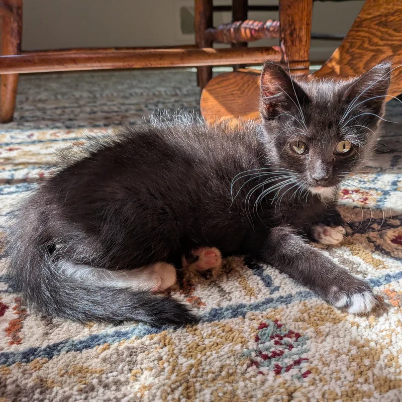 A baby medium-sized female Tuxedo cat named Pepper for adoption in Honeoye, NY
