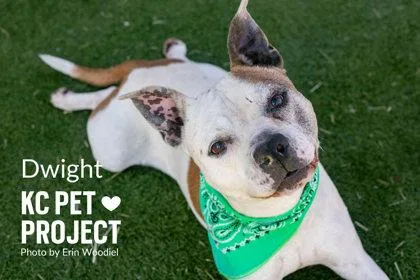 A senior large-sized male White / Cream Pit Bull Terrier dog named Dwight for adoption in Kansas City, MO