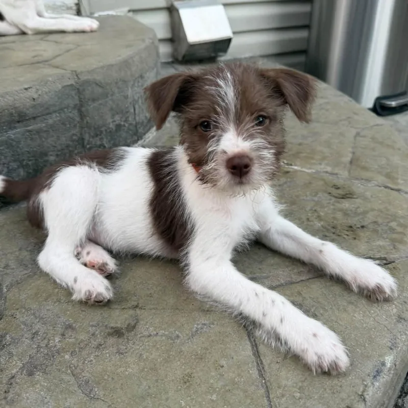 Oliver