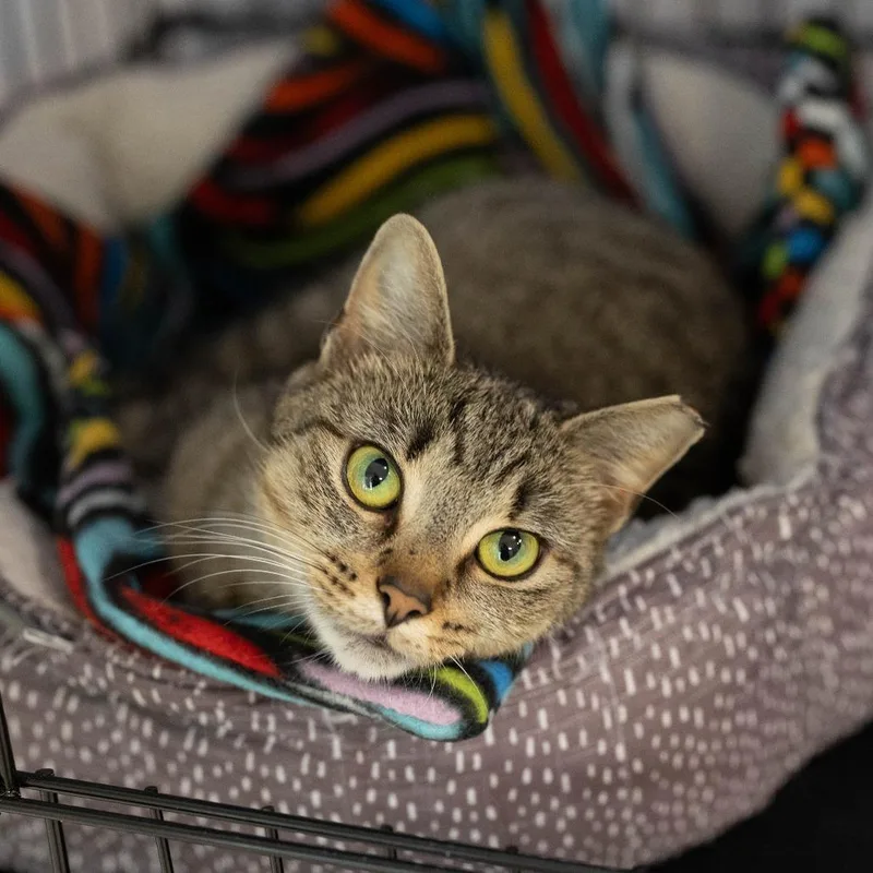 An adult small-sized female Gray / Blue / Silver Domestic Short Hair cat named Acorn for adoption in North Branford, CT