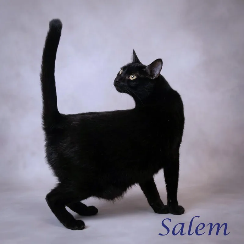 An adult large-sized male Black Domestic Short Hair cat named Salem C for adoption in Lebanon, TN