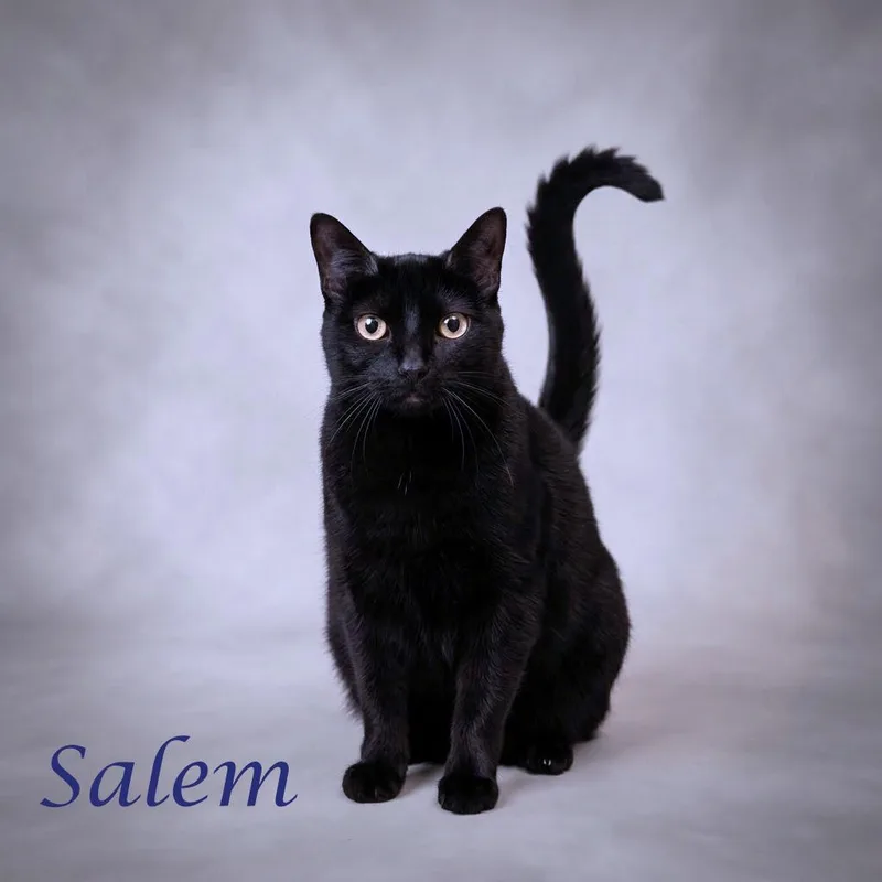 Salem C thumbnail 2