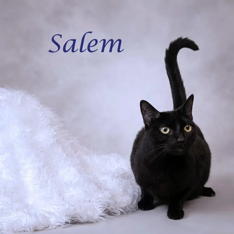 Salem C thumbnail 3