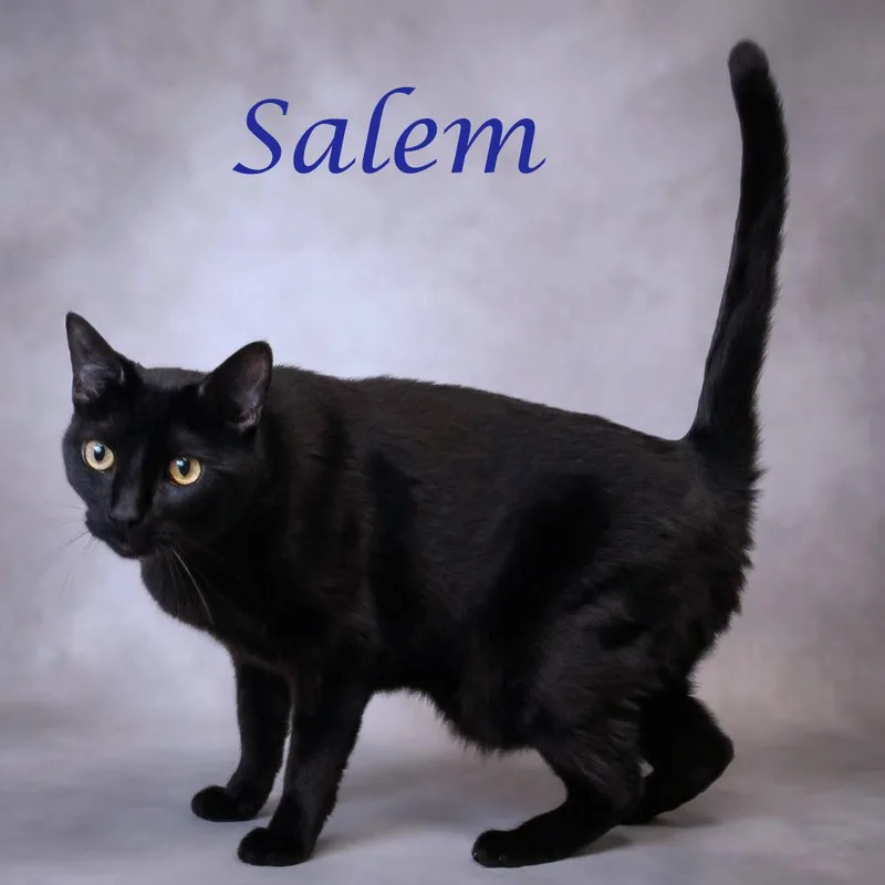 Salem C thumbnail 4