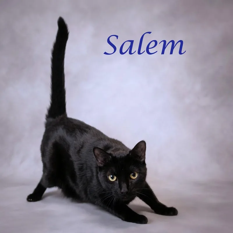 Salem C thumbnail 5