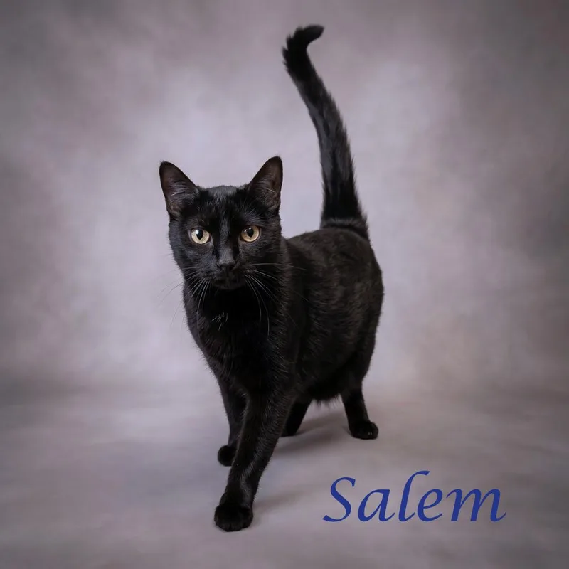 Salem C thumbnail 6