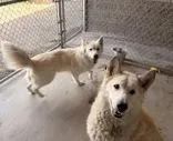 A senior medium-sized female White / Cream Husky dog named Maya & Red for adoption in Redmond, OR