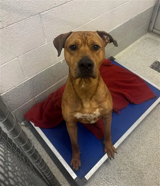A young medium-sized male Pit Bull Terrier dog named Remlar for adoption in Statesville, NC