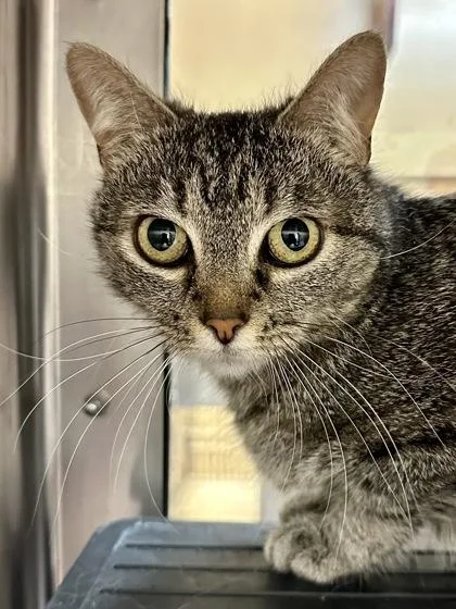 An adult medium-sized female Buff / Tan / Fawn Domestic Short Hair cat named Abeloth for adoption in Wichita, KS