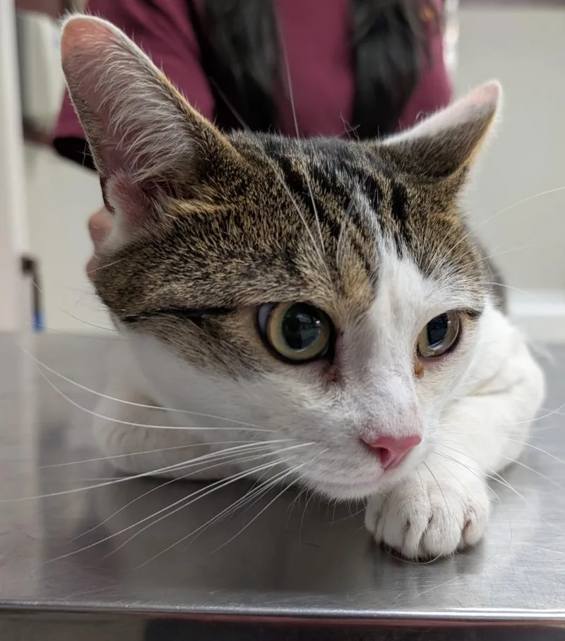 A young medium-sized male Domestic Short Hair cat named Abra for adoption in Fall River, MA