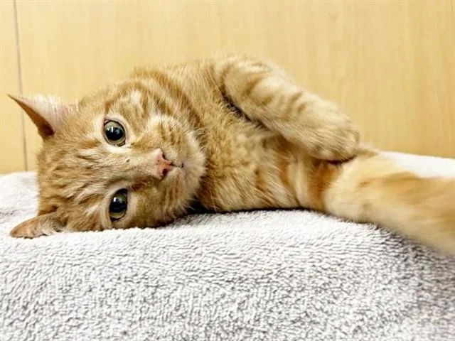 An adult small-sized male Domestic Short Hair cat named Hobbes for adoption in Saint Louis, MO