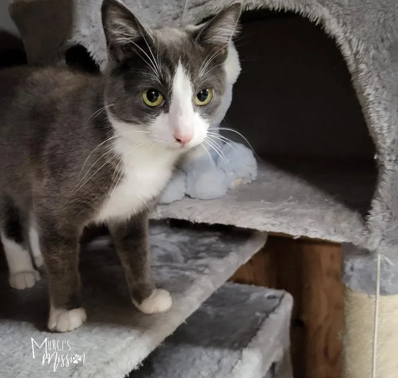 An adult medium-sized female Gray & White Domestic Short Hair cat named Smokey for adoption in Spokane , WA