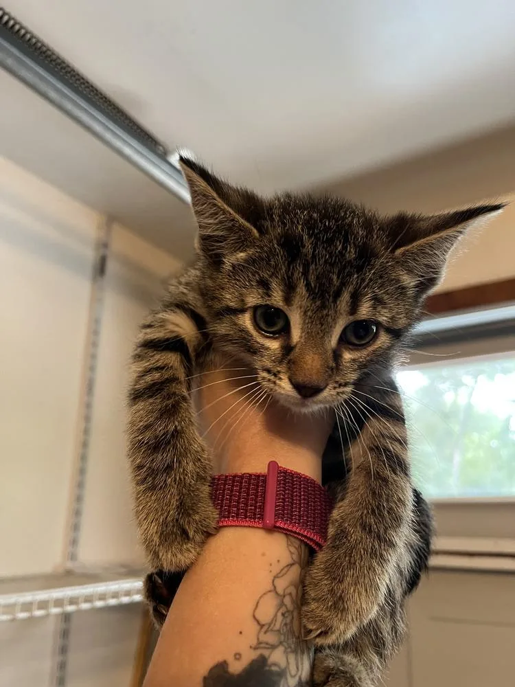 A baby medium-sized male Brown / Chocolate Domestic Short Hair cat named Groot for adoption in Emerald Isle, NC