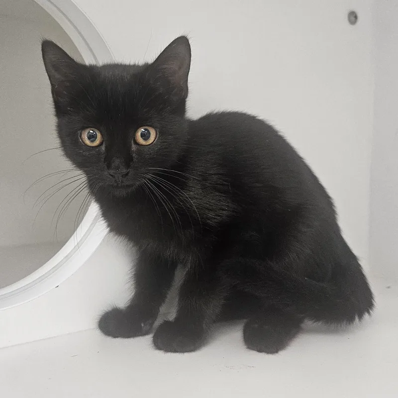 A baby medium-sized female Black Domestic Short Hair cat named Jasmine for adoption in Fall River, MA