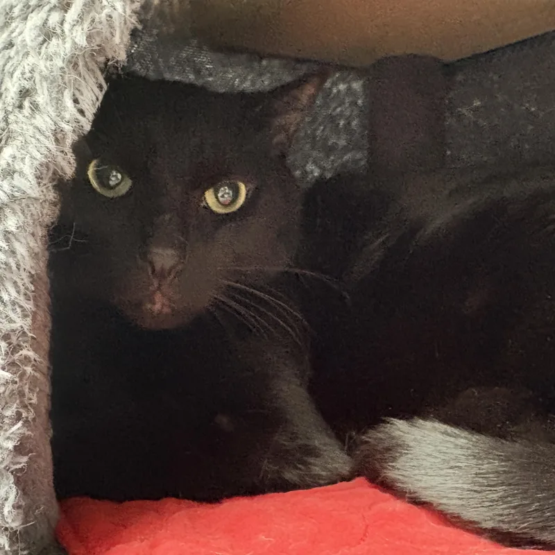 An adult large-sized male Domestic Short Hair cat named Jack W. for adoption in Fountain Hills, AZ