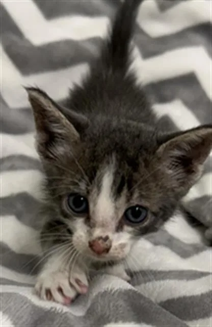A baby small-sized male Domestic Short Hair cat named Mickey for adoption in Rosenberg, TX