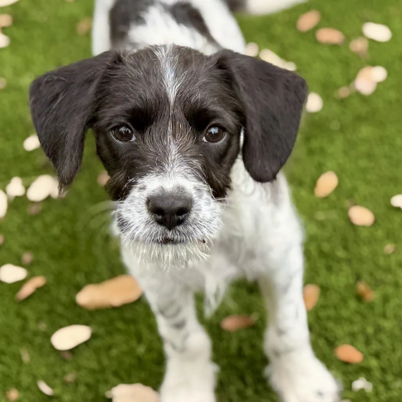 Artemis  Sweet Little