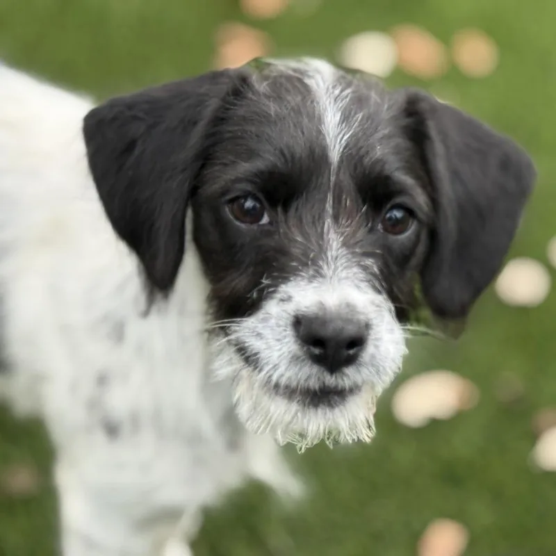 Artemis  Sweet Little thumbnail 2