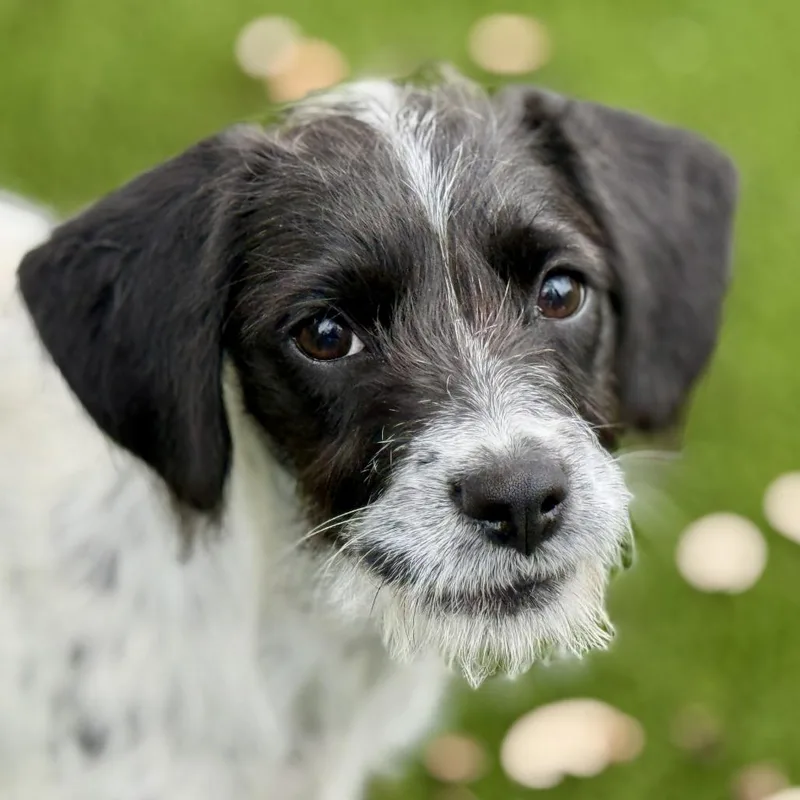 Artemis  Sweet Little thumbnail 3