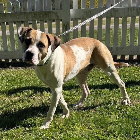 Atlas
