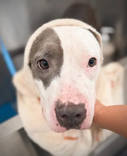 An adult medium-sized male Pit Bull Terrier dog named Miles major for adoption in Atlanta, GA