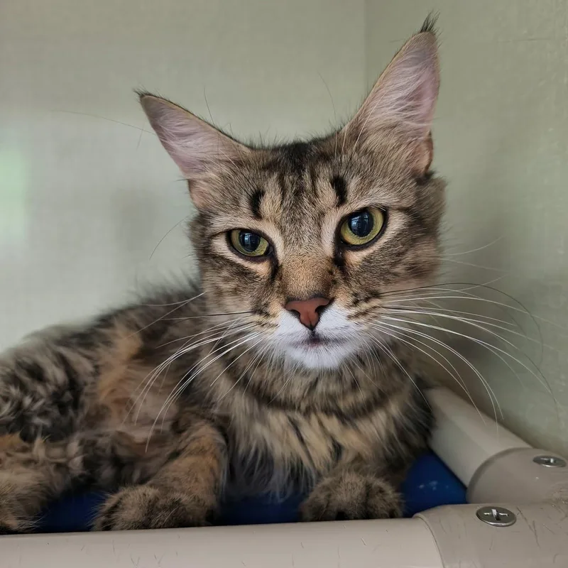 A young medium-sized female Tabby (Brown / Chocolate) Domestic Medium Hair cat named Blondie for adoption in Saint Marys, PA