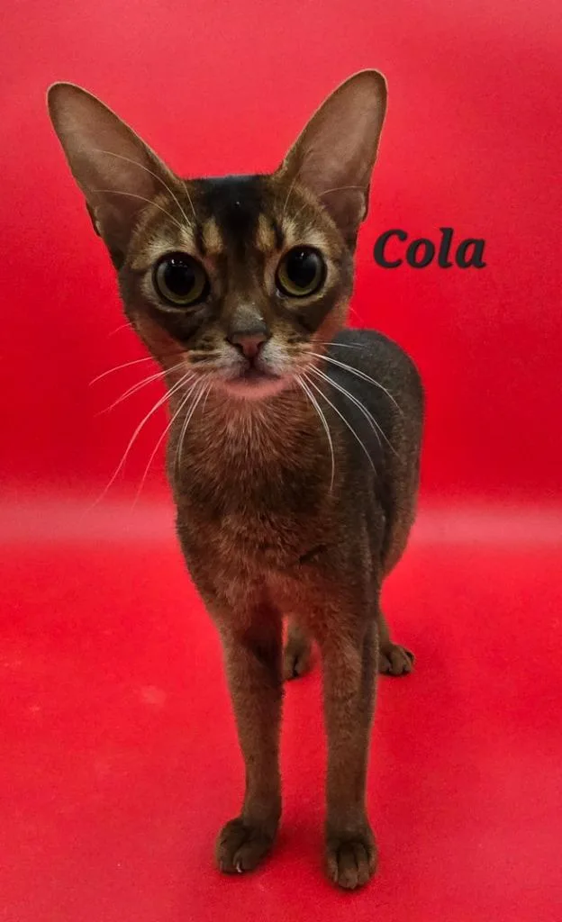 Cola thumbnail 3