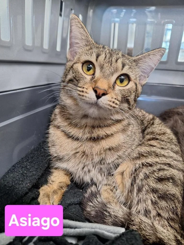 A young small-sized female Domestic Short Hair cat named Asiago for adoption in Leonardtown, MD