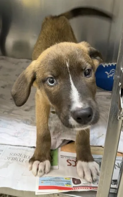 A baby small-sized male Catahoula Leopard Dog dog named Khepri for adoption in Westland, MI