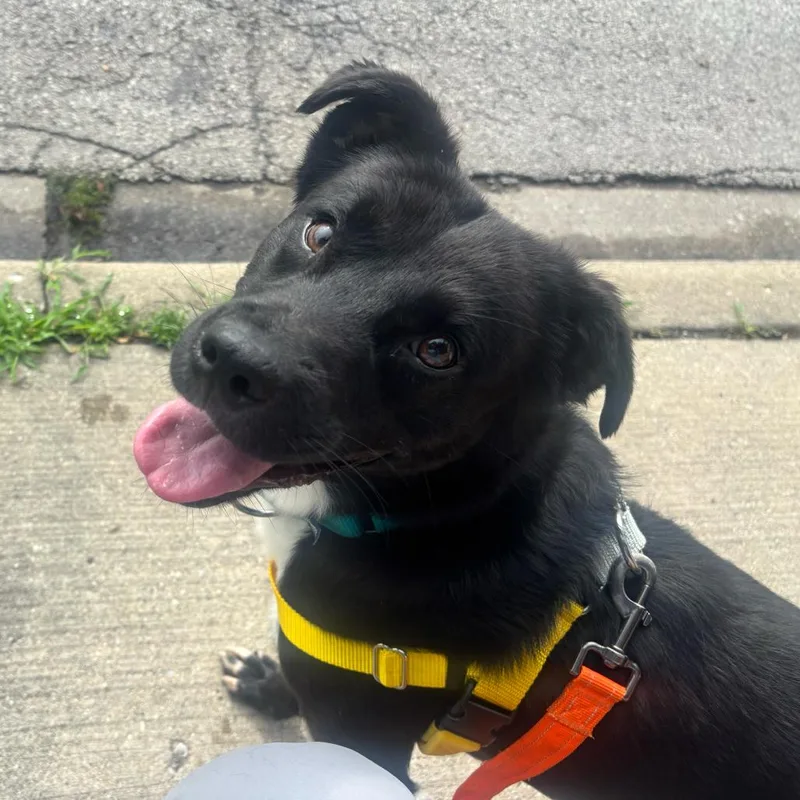A young medium-sized male Black Mixed Breed dog named Jellybean for adoption in Skokie, IL
