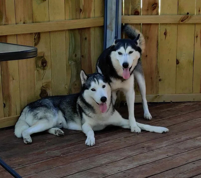 Snow & Willow