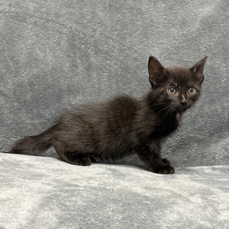 A baby medium-sized male Domestic Short Hair cat named Ichi for adoption in Brenham, TX