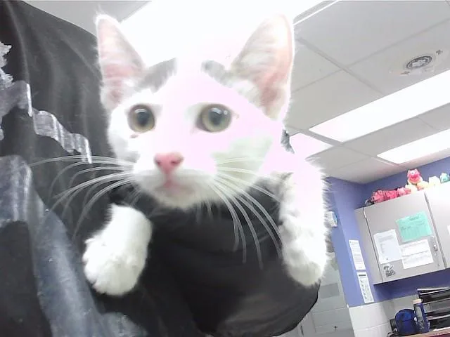A baby small-sized female Domestic Short Hair cat named Stella for adoption in Omaha, NE