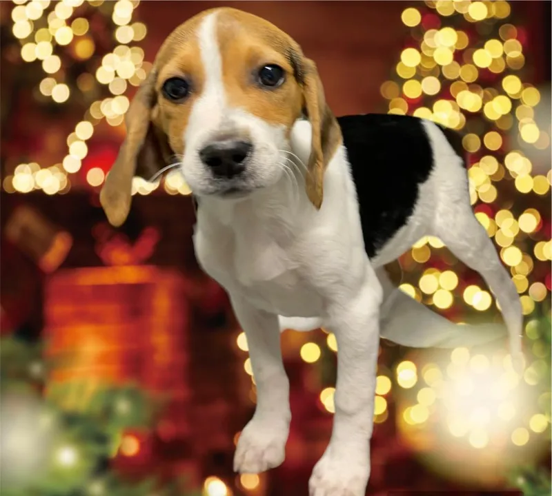 Bailey thumbnail 2