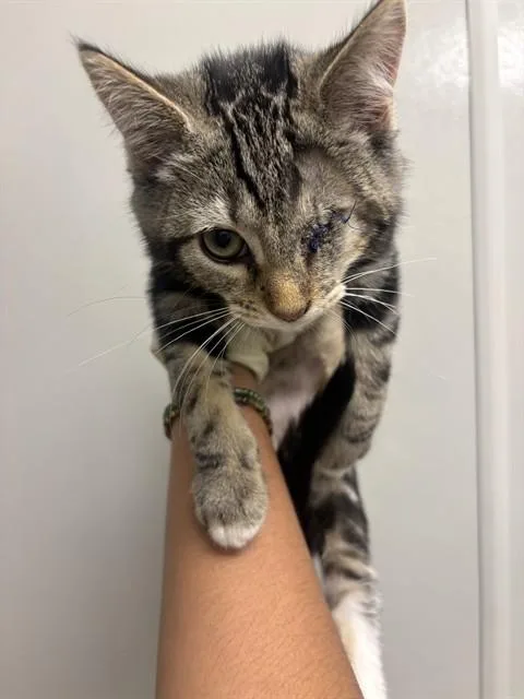 A baby small-sized female Domestic Short Hair cat named Baby for adoption in Ontario, CA