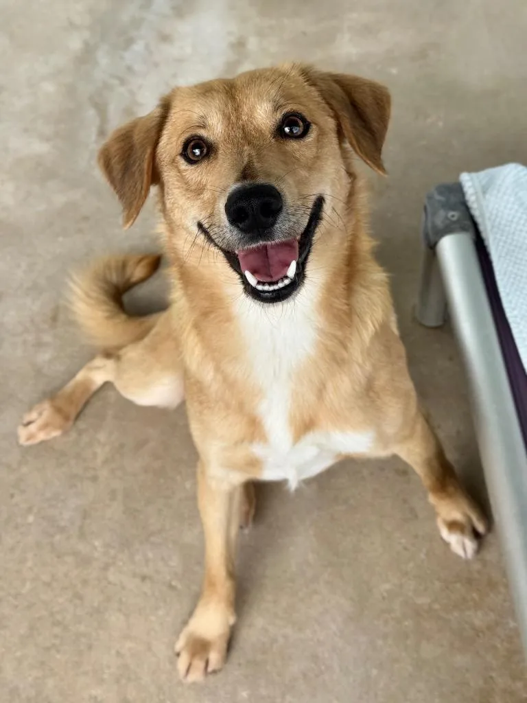 A young medium-sized male Terrier dog named Romeo for adoption in Canyon Lake, TX