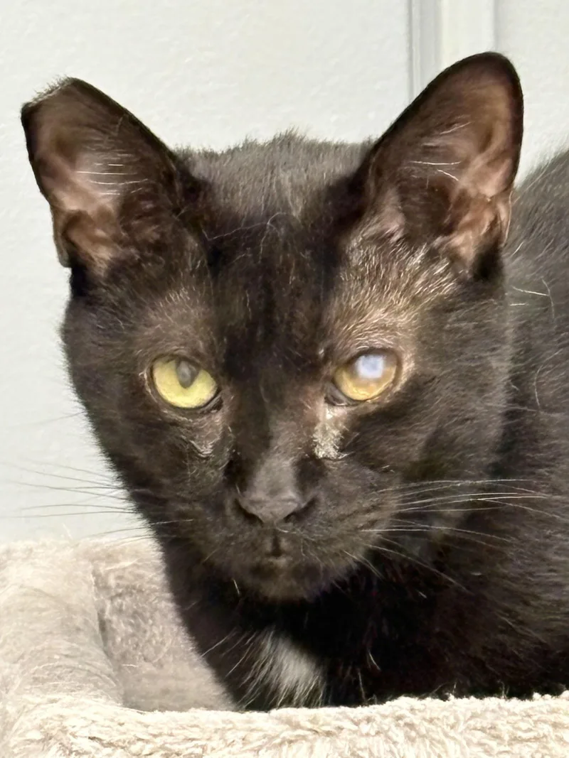A young medium-sized male Black Domestic Short Hair cat named Patch for adoption in Pittsburgh, PA