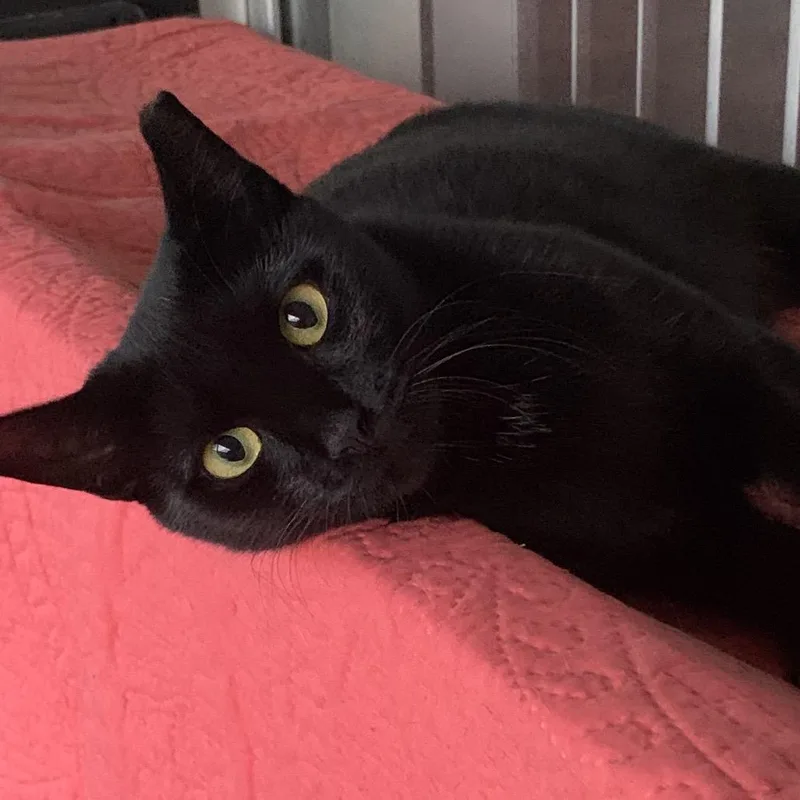 A young medium-sized female Black Domestic Short Hair cat named Sadie for adoption in Boston, MA