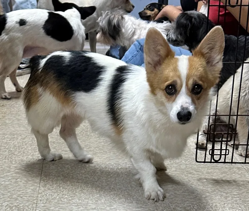 A young small-sized female Tricolor (Brown, Black, & White) Pembroke Welsh Corgi dog named Dolly for adoption in Lodi, CA