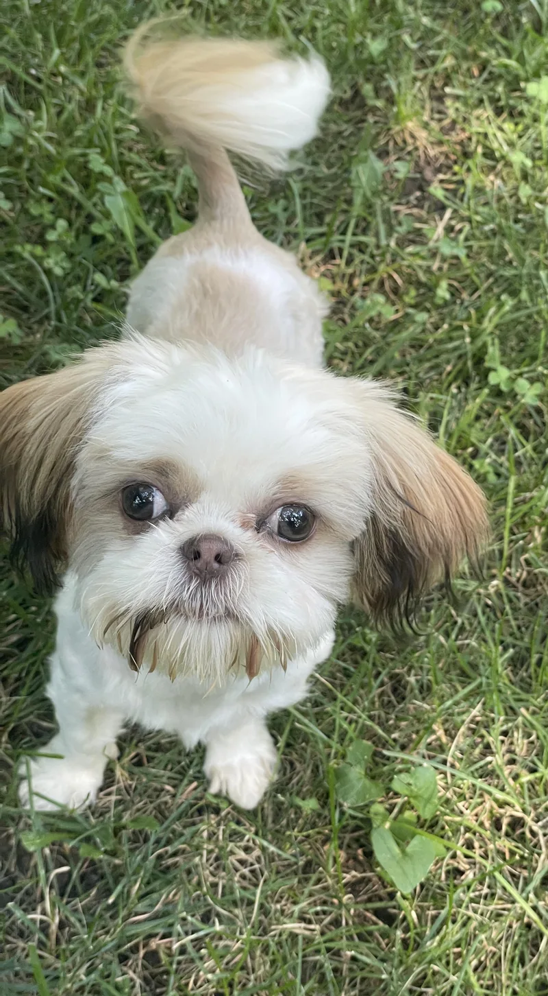 Peanut