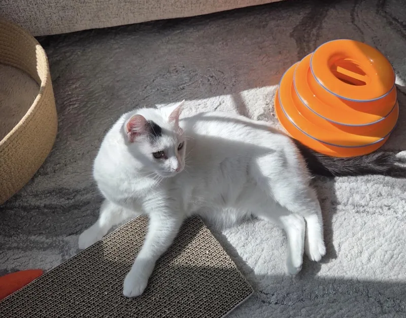 A senior medium-sized female White American Shorthair cat named Artemis sweet and for adoption in Austin, TX