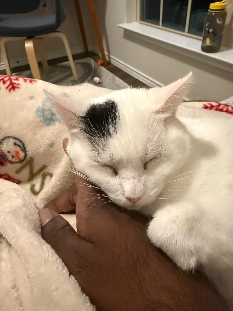 Artemis  sweet and thumbnail 3