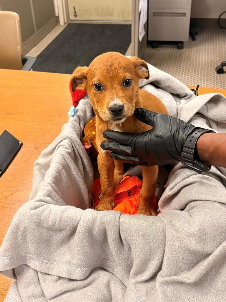 A young small-sized male Mixed Breed dog named Rocco for adoption in Effingham, SC