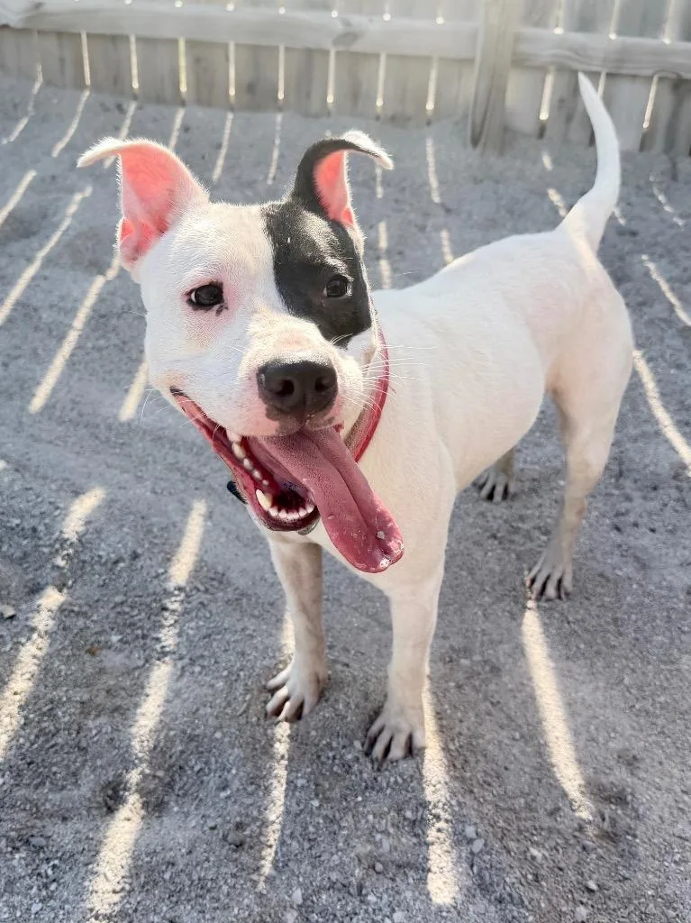 A young medium-sized female Mixed Breed dog named Little Bit for adoption in Muskegon, MI