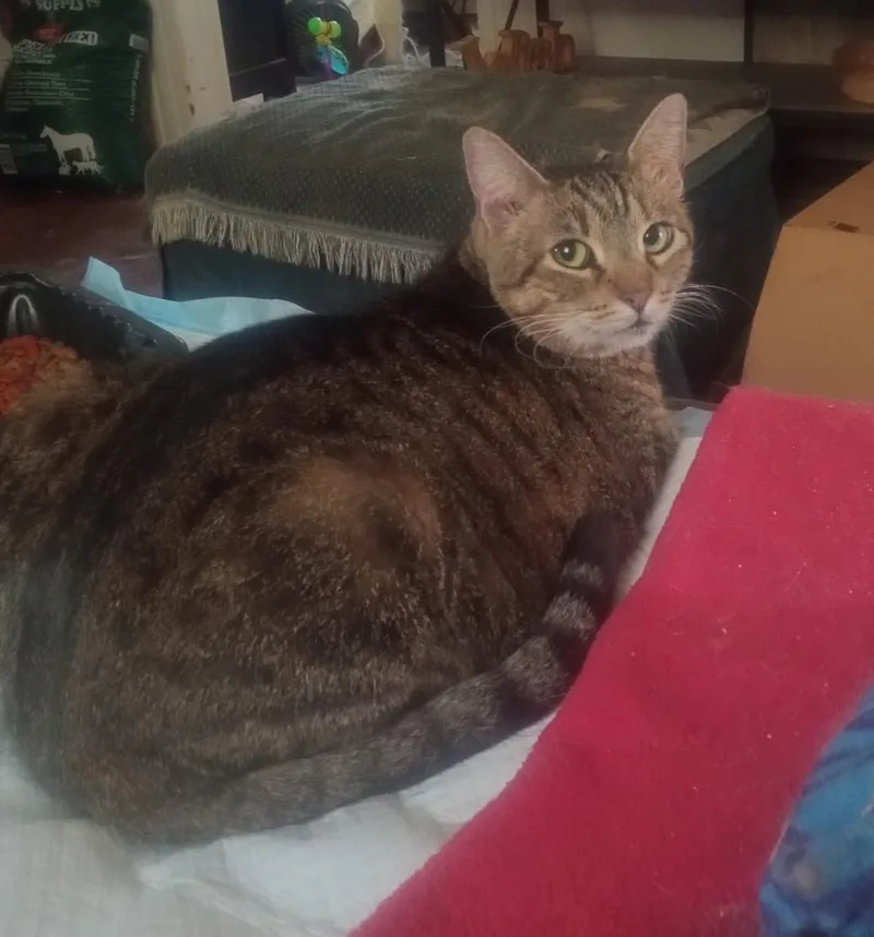 A senior large-sized female Tabby (Brown / Chocolate) Domestic Short Hair cat named Penelope for adoption in Woodland, CA