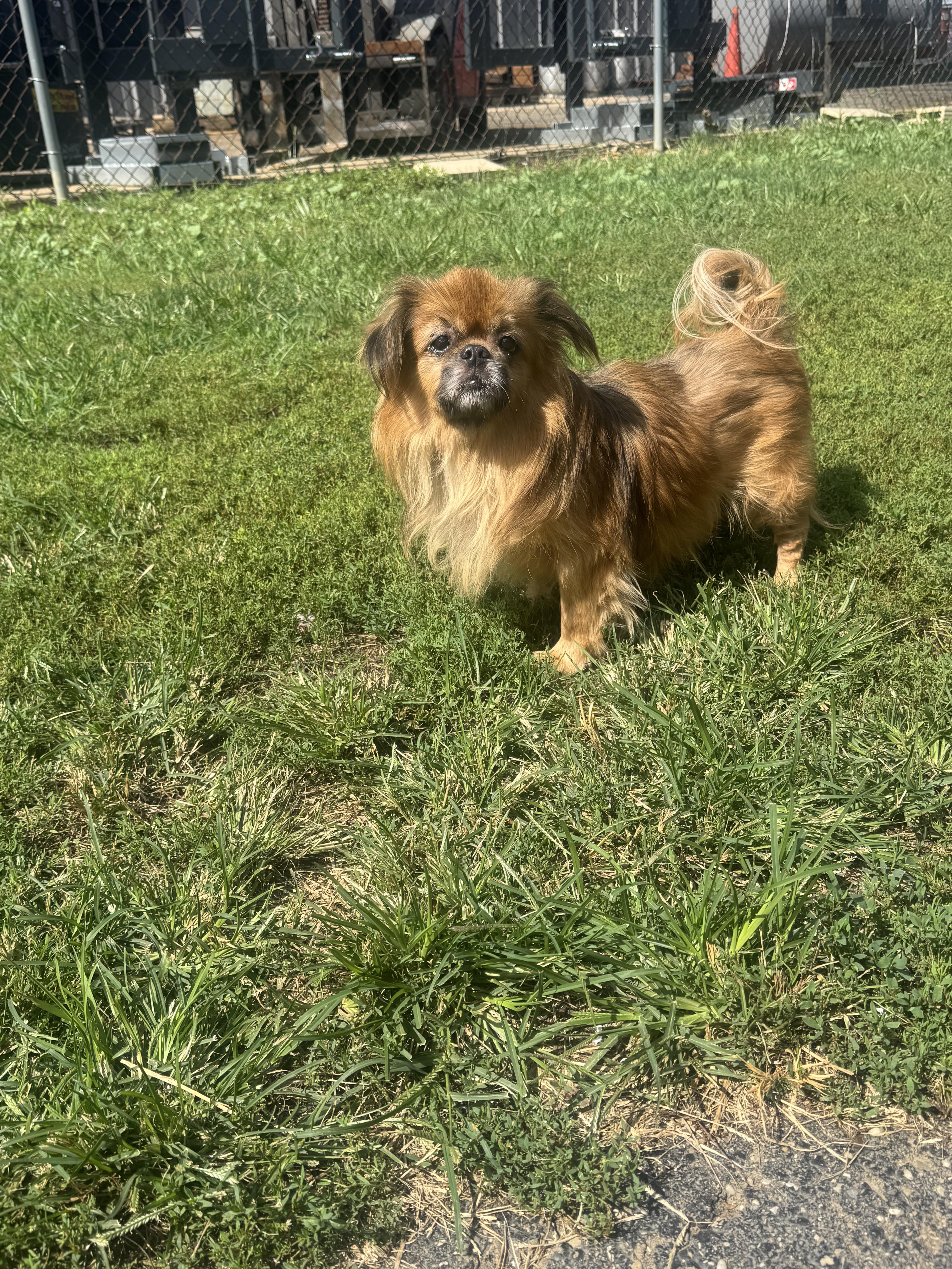 A senior small-sized male Tibetan Spaniel dog named Happy for adoption in North Canton, OH