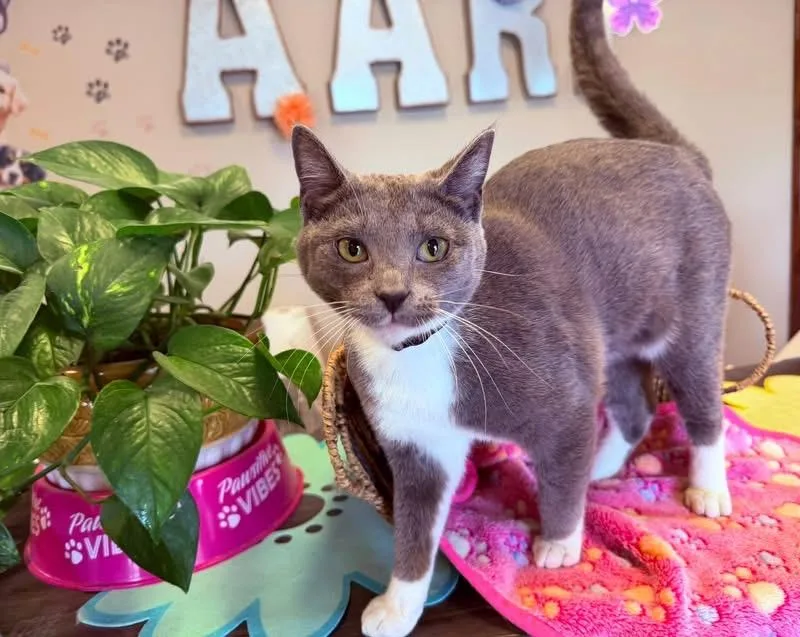 A young medium-sized female Gray & White American Shorthair cat named Downy for adoption in Ashland, KY