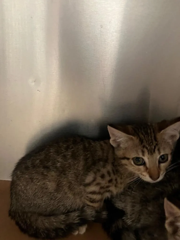 A baby small-sized female Domestic Short Hair cat named Haley for adoption in Cartersville , GA
