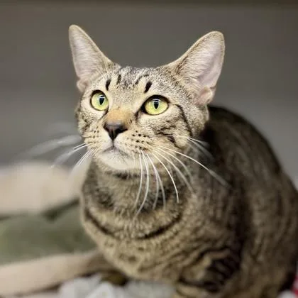 An adult small-sized male Black Domestic Short Hair cat named Robyn for adoption in Atlanta, GA