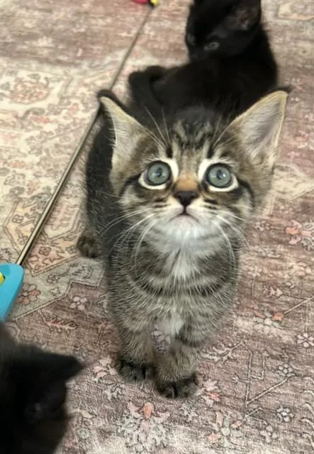 A baby small-sized male Domestic Short Hair cat named Ike for adoption in San Jose, CA